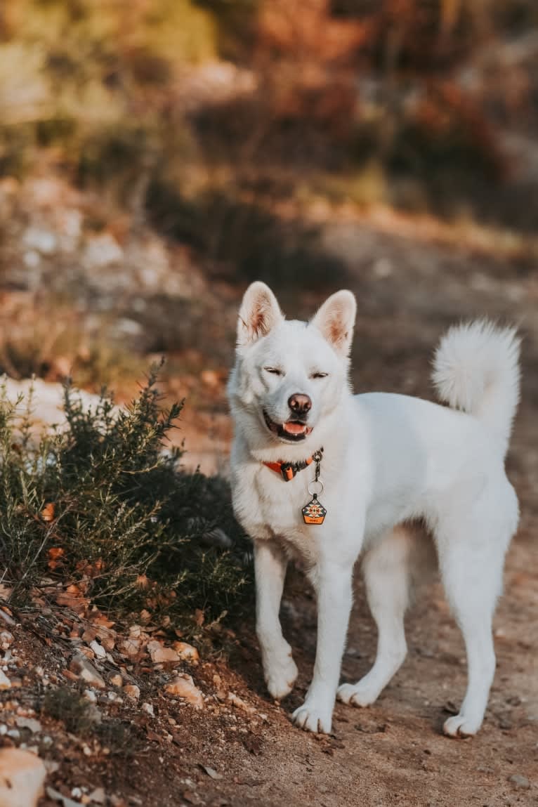 Nuru, a Japanese or Korean Village Dog and Jindo mix tested with EmbarkVet.com