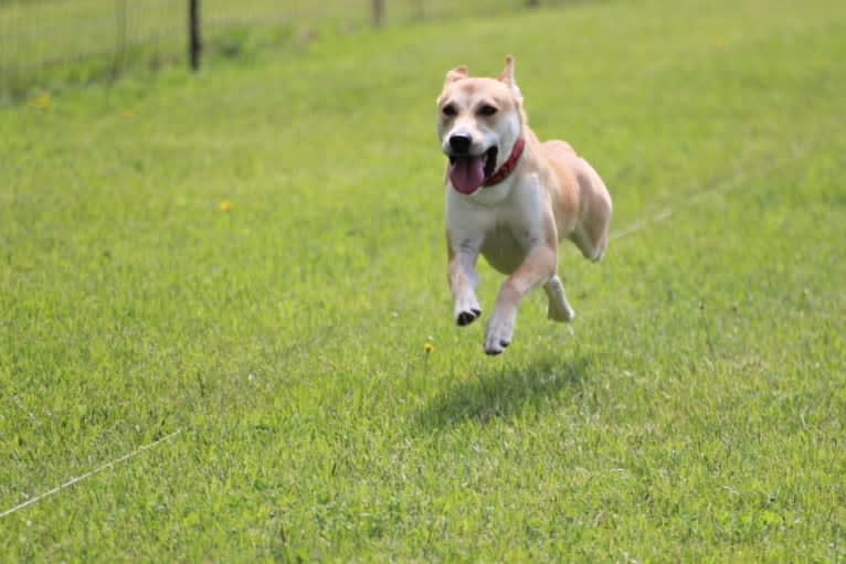 Loomy, a Carolina Dog tested with EmbarkVet.com