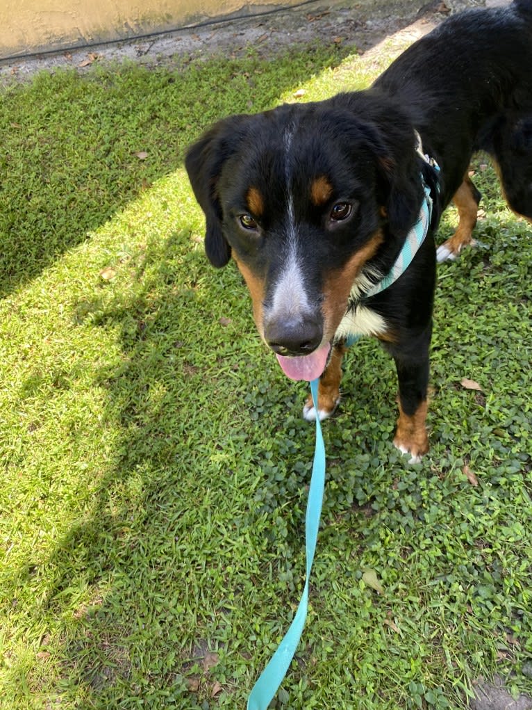 Archie, a Bernese Mountain Dog tested with EmbarkVet.com