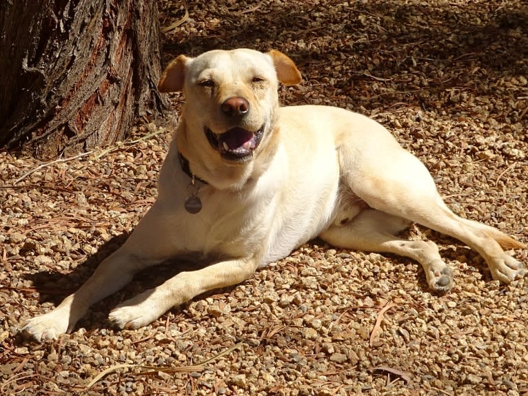 Doc, a Chihuahua and American Pit Bull Terrier mix tested with EmbarkVet.com