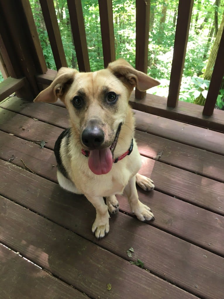 Fig, a Siberian Husky and Beagle mix tested with EmbarkVet.com