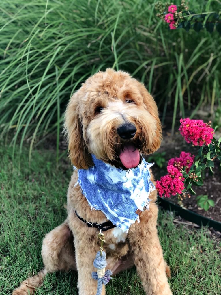 Brodie, a Goldendoodle tested with EmbarkVet.com