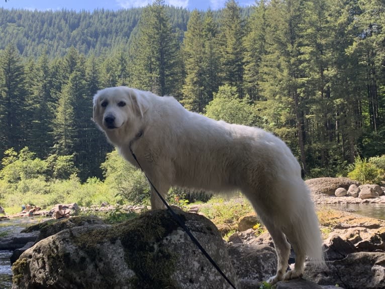 Maci, a Great Pyrenees tested with EmbarkVet.com