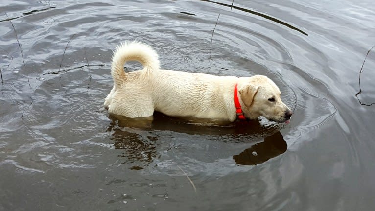 YOGI, a Labrador Retriever and American Pit Bull Terrier mix tested with EmbarkVet.com