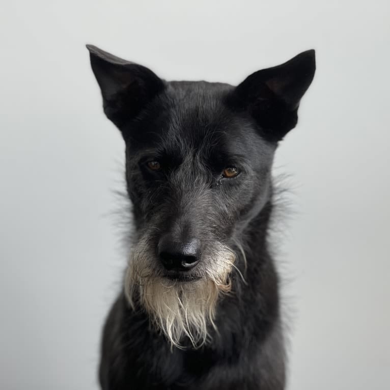 Samui, a Southeast Asian Village Dog and Poodle (Small) mix tested with EmbarkVet.com