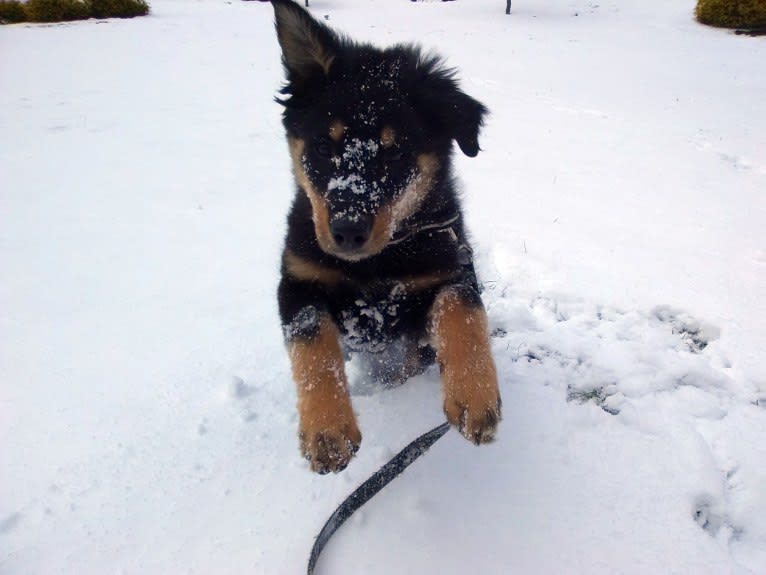 Zuess, an English Shepherd tested with EmbarkVet.com