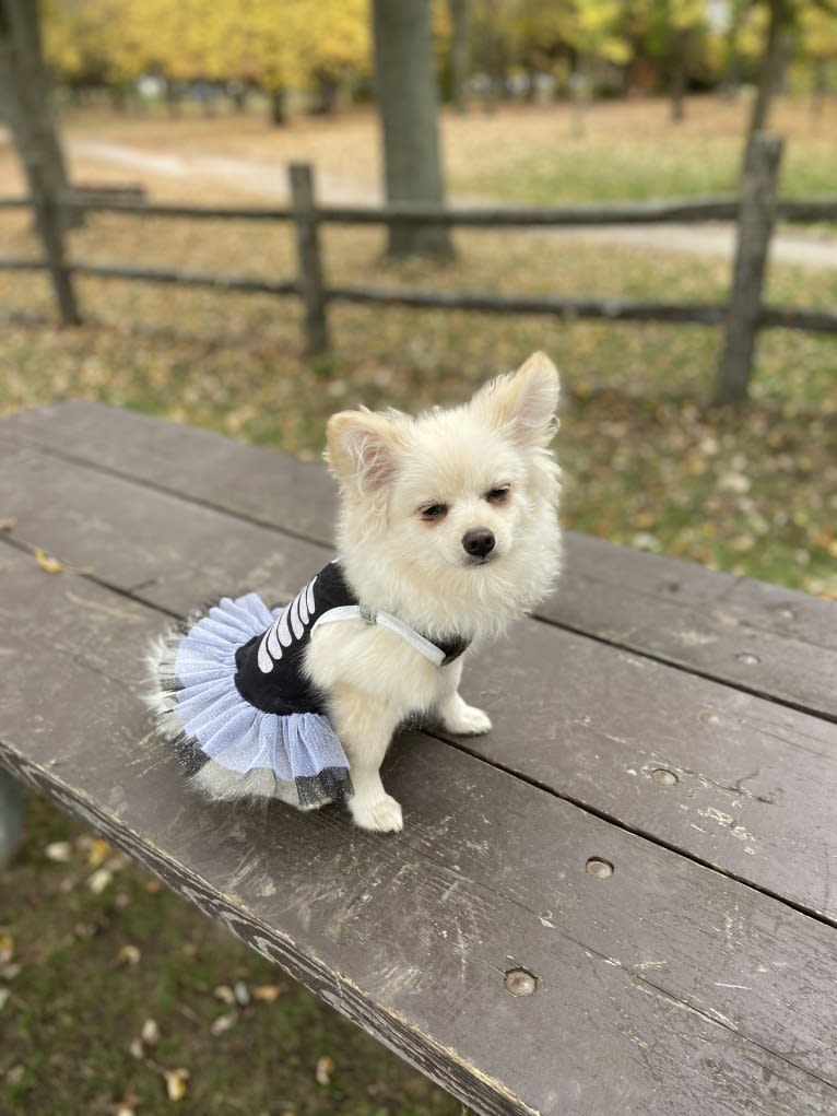 Lilith, a Pomeranian tested with EmbarkVet.com