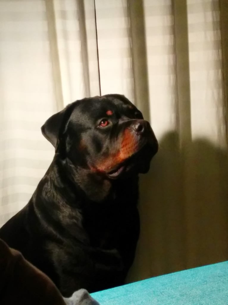 Marlo, a Rottweiler tested with EmbarkVet.com