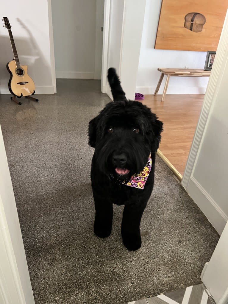 Jinx, a Black Russian Terrier tested with EmbarkVet.com