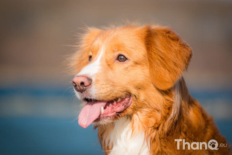 Toby, a Nova Scotia Duck Tolling Retriever tested with EmbarkVet.com