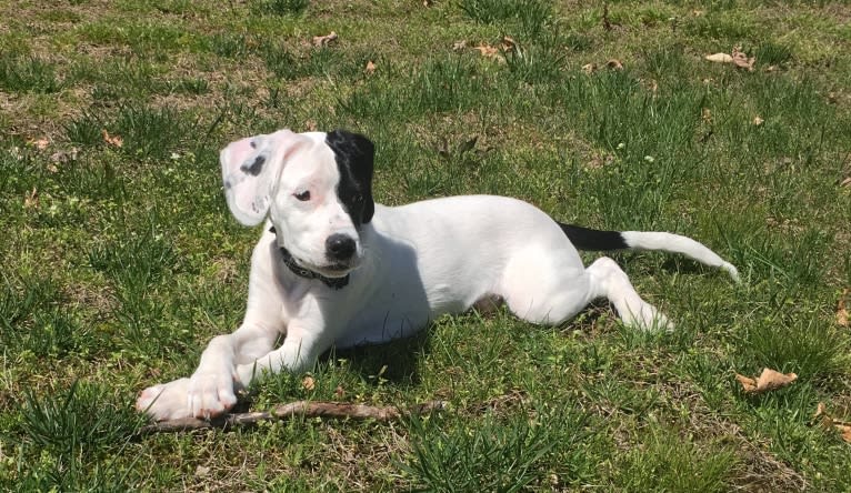 Hercules, a Cocker Spaniel and Boxer mix tested with EmbarkVet.com