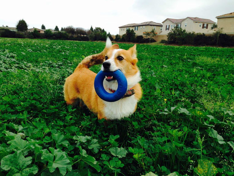 Wizard, a Pembroke Welsh Corgi and Border Collie mix tested with EmbarkVet.com