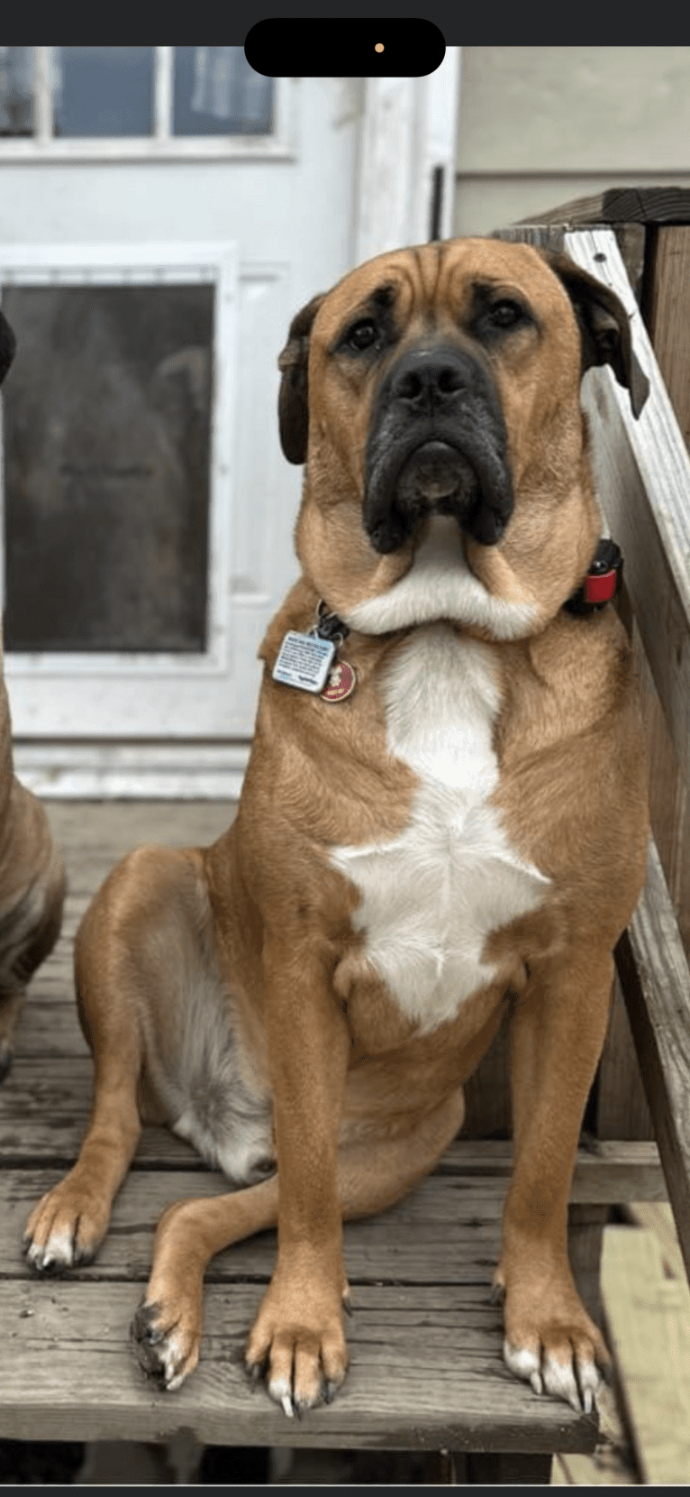 Dune, an American Bulldog and Bulldog mix tested with EmbarkVet.com