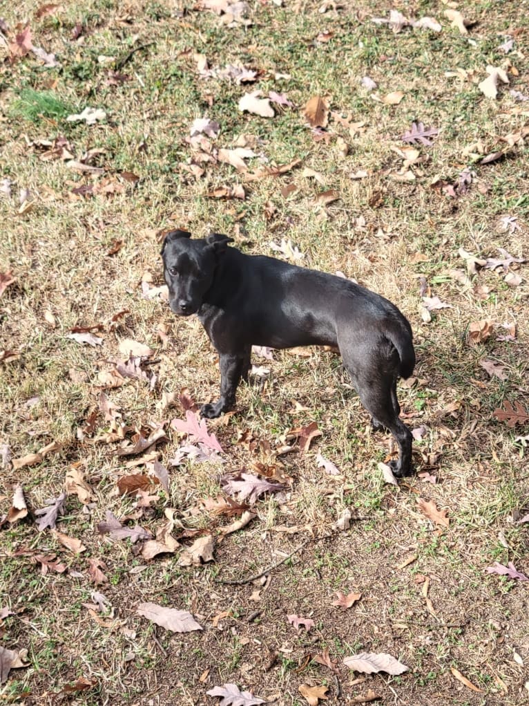 Gracie, an American Pit Bull Terrier and Chow Chow mix tested with EmbarkVet.com