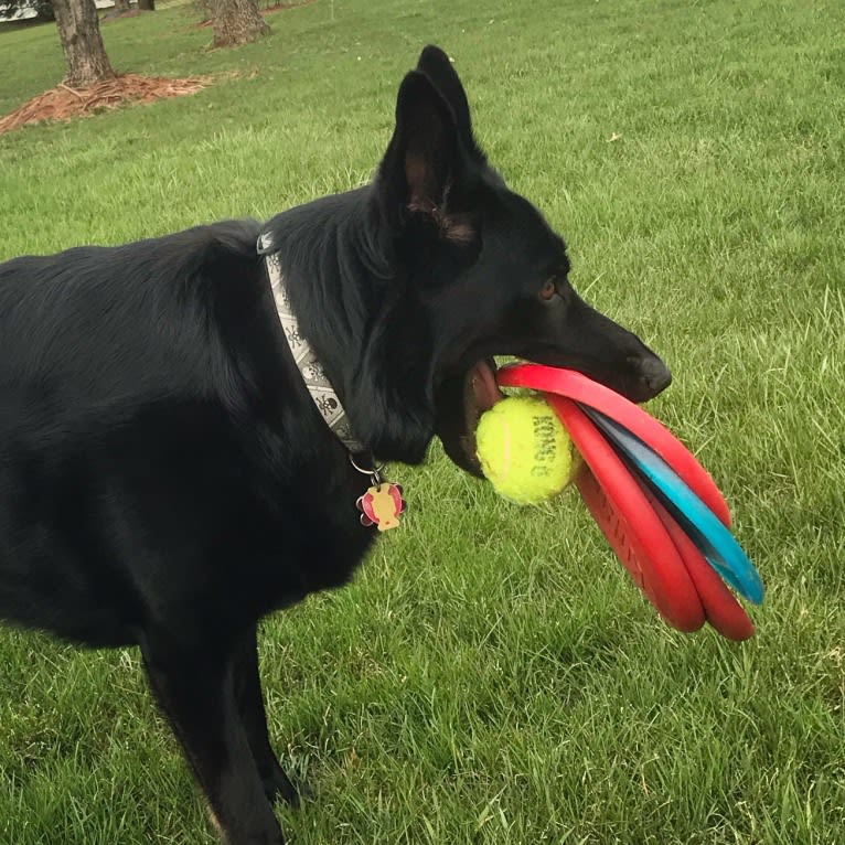 Selu-Wahya, a German Shepherd Dog tested with EmbarkVet.com