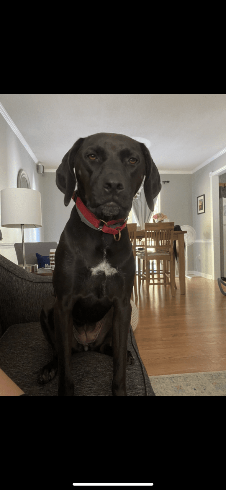 Scarlett, an American Pit Bull Terrier and Black and Tan Coonhound mix tested with EmbarkVet.com