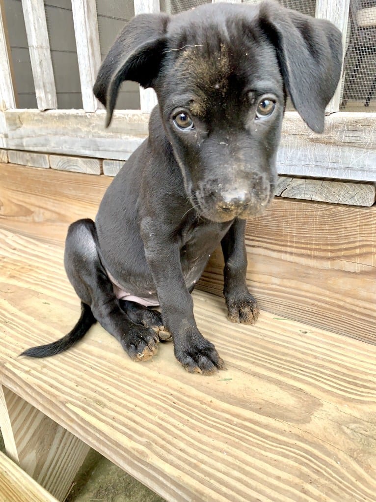 Kaya, a Weimaraner and Labrador Retriever mix tested with EmbarkVet.com