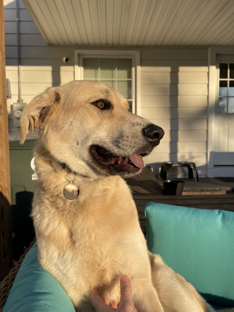 Sadie, a Great Pyrenees and German Shepherd Dog mix tested with EmbarkVet.com