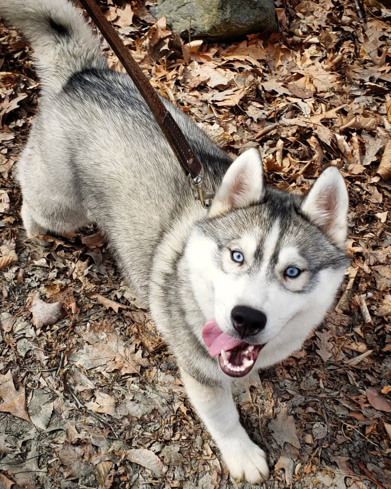 Kennon's Song Of Olympus, a Siberian Husky tested with EmbarkVet.com