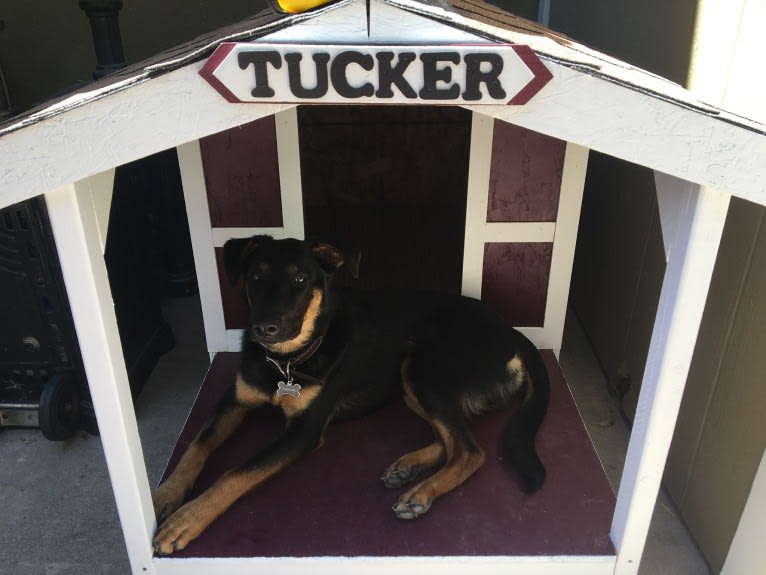 Tucker, an Australian Cattle Dog and German Shepherd Dog mix tested with EmbarkVet.com