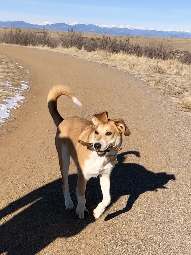 Bear, a Great Pyrenees and Australian Cattle Dog mix tested with EmbarkVet.com