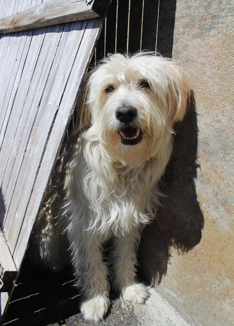 Oscar, a German Shepherd Dog and Chow Chow mix tested with EmbarkVet.com