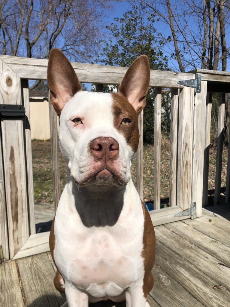 Puma, an American Pit Bull Terrier and American Staffordshire Terrier mix tested with EmbarkVet.com