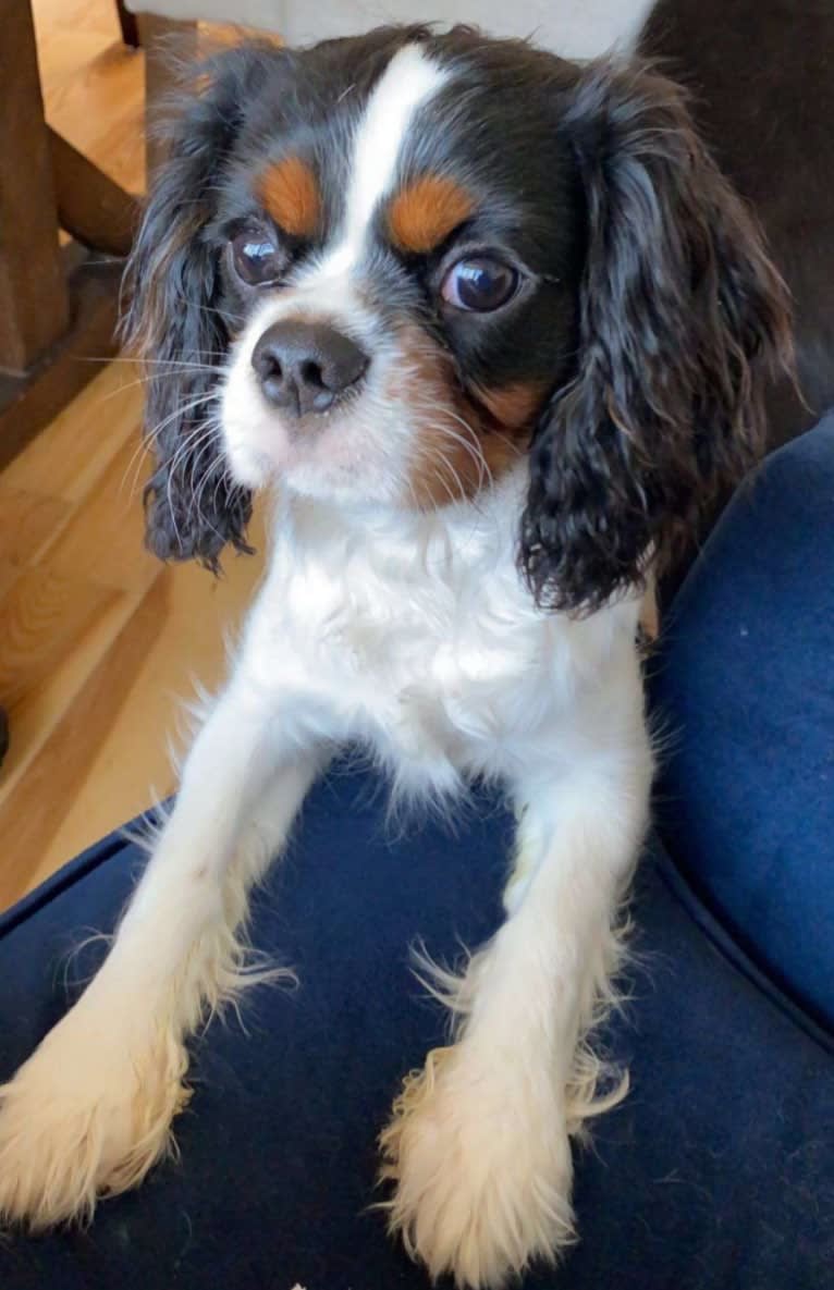 Iver McDerMutt, a Cavalier King Charles Spaniel tested with EmbarkVet.com