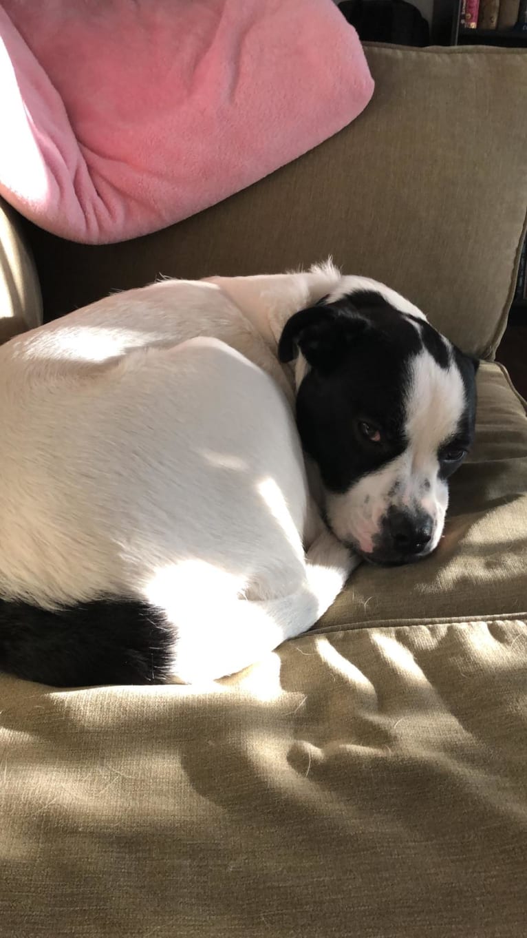 Eleven, a Bulldog and Great Pyrenees mix tested with EmbarkVet.com