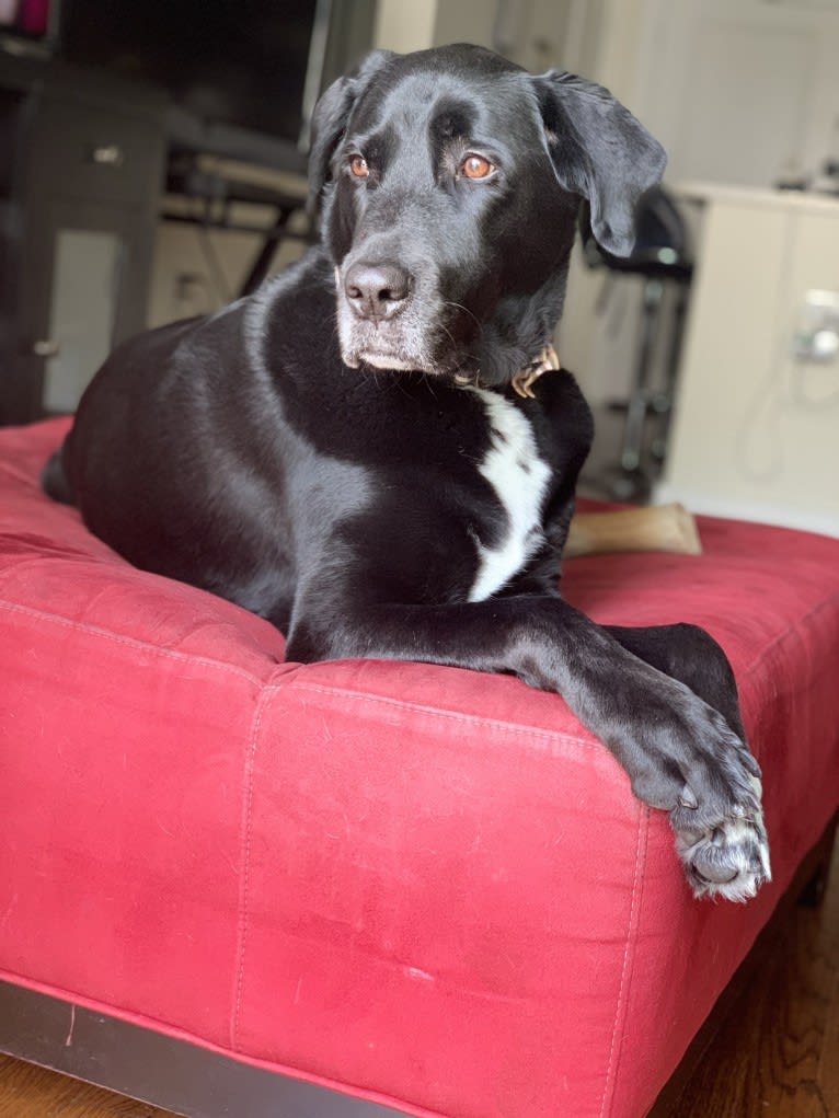 Peyton, a Labrador Retriever and Great Pyrenees mix tested with EmbarkVet.com