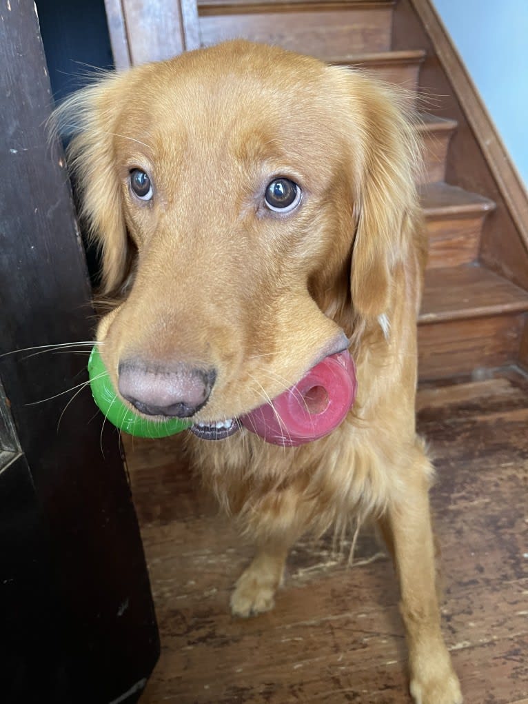 Cooper, a Golden Retriever tested with EmbarkVet.com