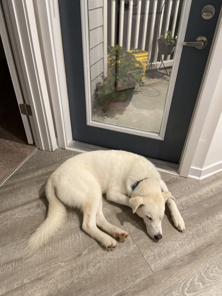 Dash, a Gerberian Shepsky (12.7% unresolved) tested with EmbarkVet.com