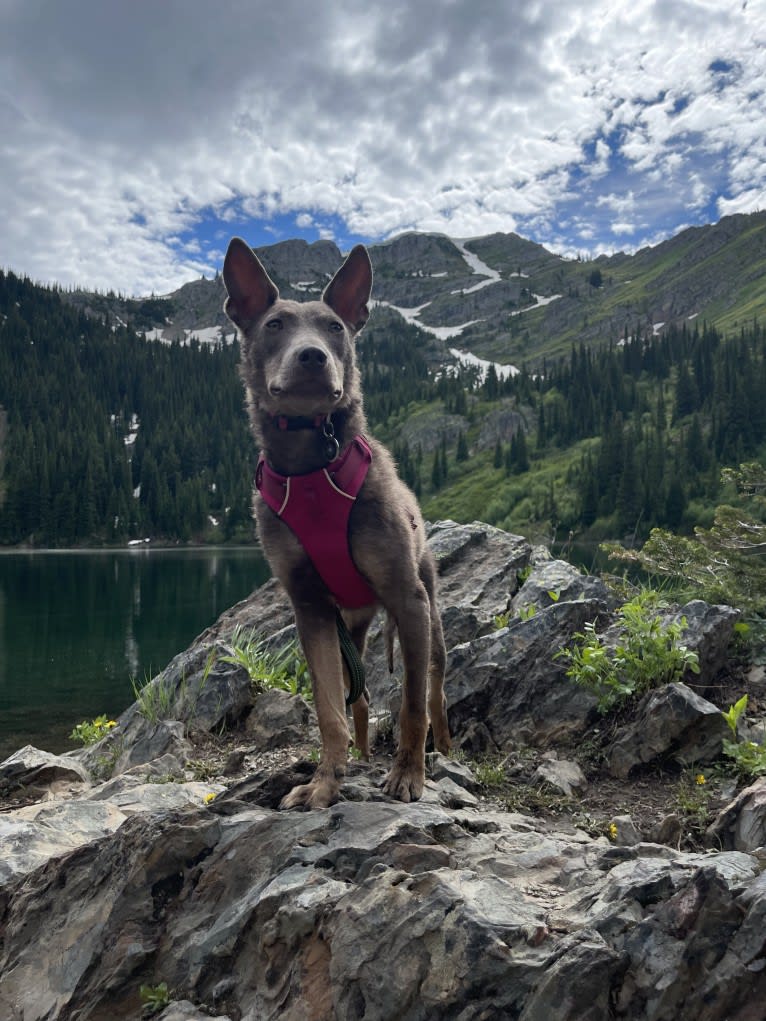 Nora, an Australian Kelpie tested with EmbarkVet.com