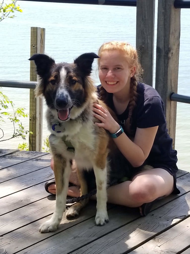 Bentley, an English Shepherd and Collie mix tested with EmbarkVet.com