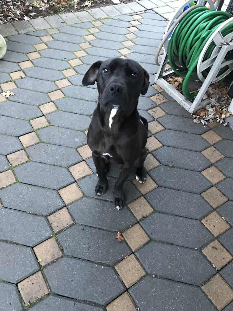 Sonny, an American Pit Bull Terrier and Boxer mix tested with EmbarkVet.com