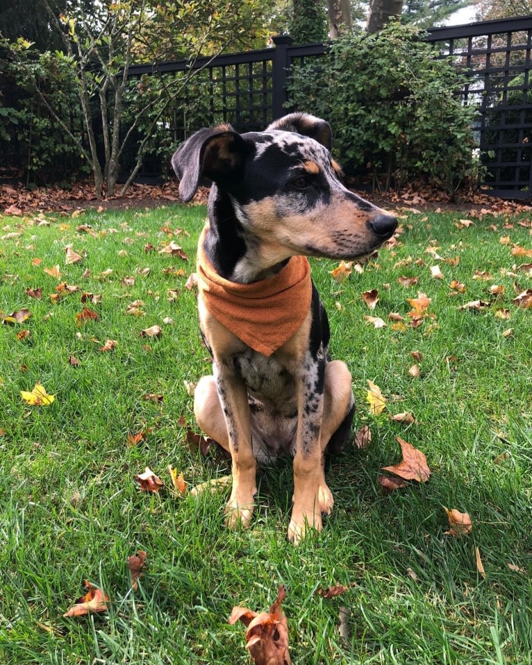 Zoey, a Labrador Retriever and German Shepherd Dog mix tested with EmbarkVet.com