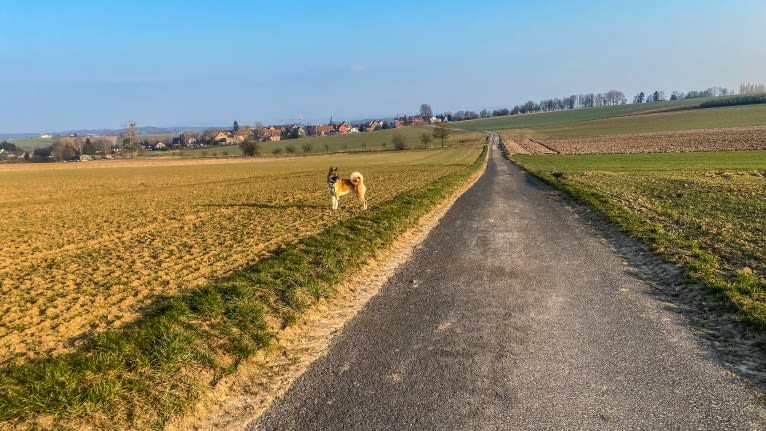 Anouk, a Yakutian Laika and Akita Inu mix tested with EmbarkVet.com