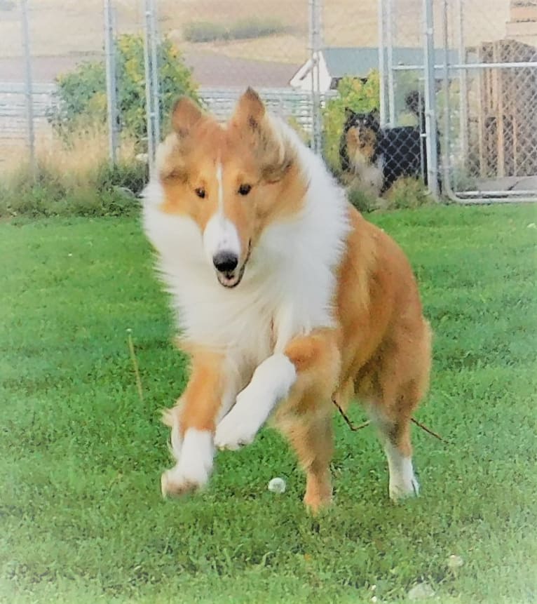 Pawsitively Paite, a Collie tested with EmbarkVet.com