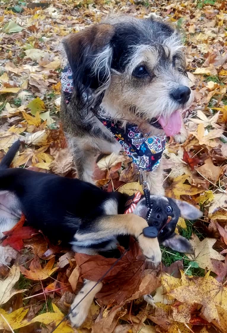 Iggy Pup, a Cavalier King Charles Spaniel and Miniature Schnauzer mix tested with EmbarkVet.com