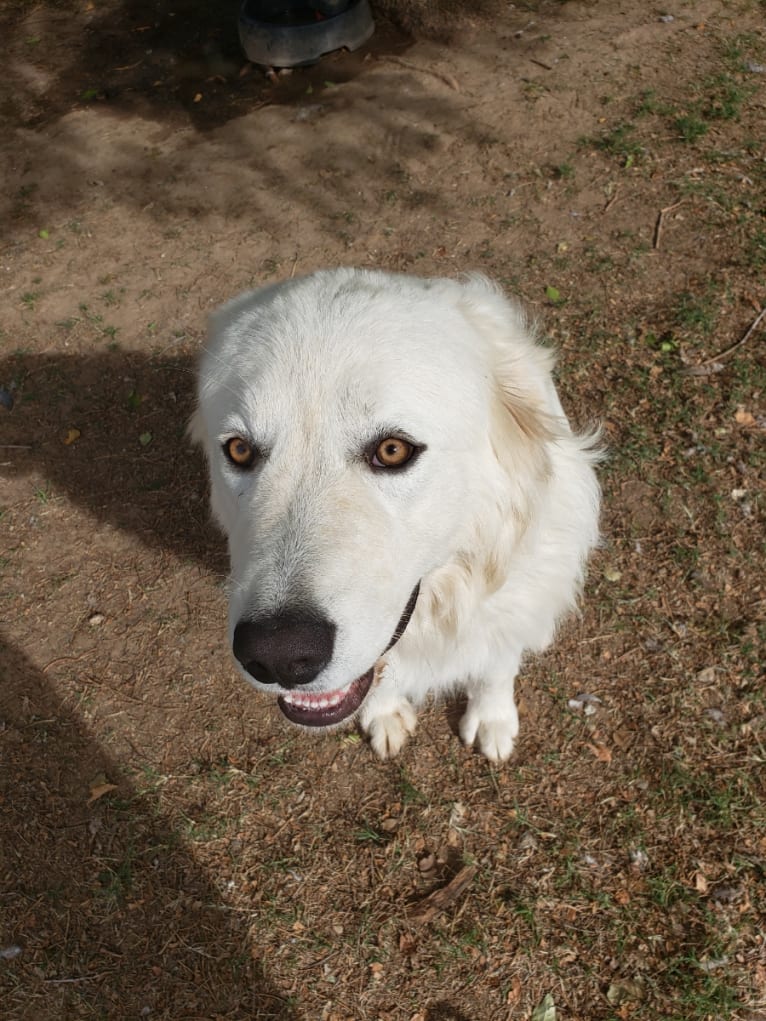 Aragorn, a Maremma Sheepdog tested with EmbarkVet.com