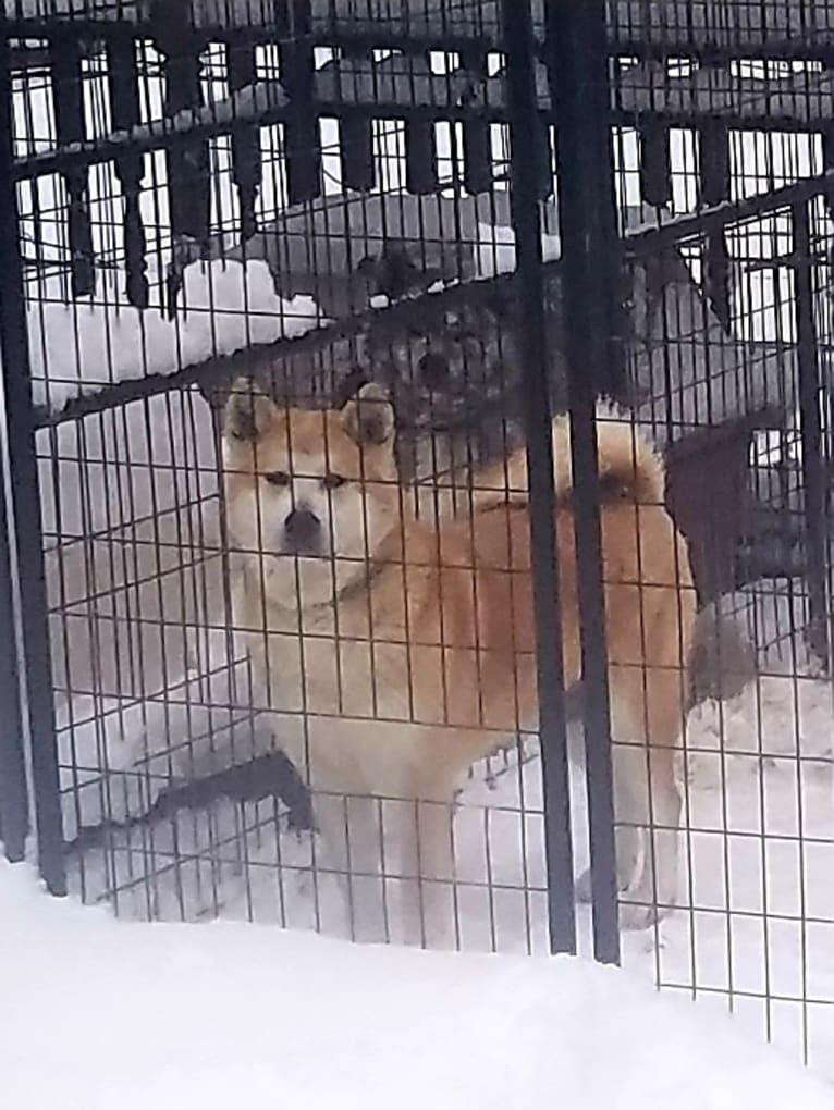 Panda, an Akita tested with EmbarkVet.com