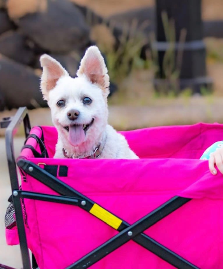 Zuzu, a Miniature Pinscher and Poodle (Small) mix tested with EmbarkVet.com