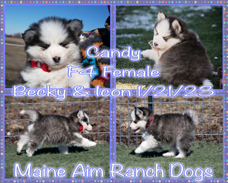 Alaska, a Pomsky tested with EmbarkVet.com