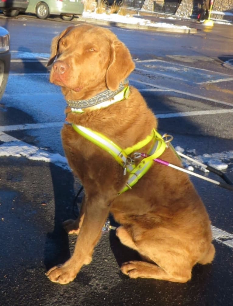 Guess, a Chesapeake Bay Retriever tested with EmbarkVet.com