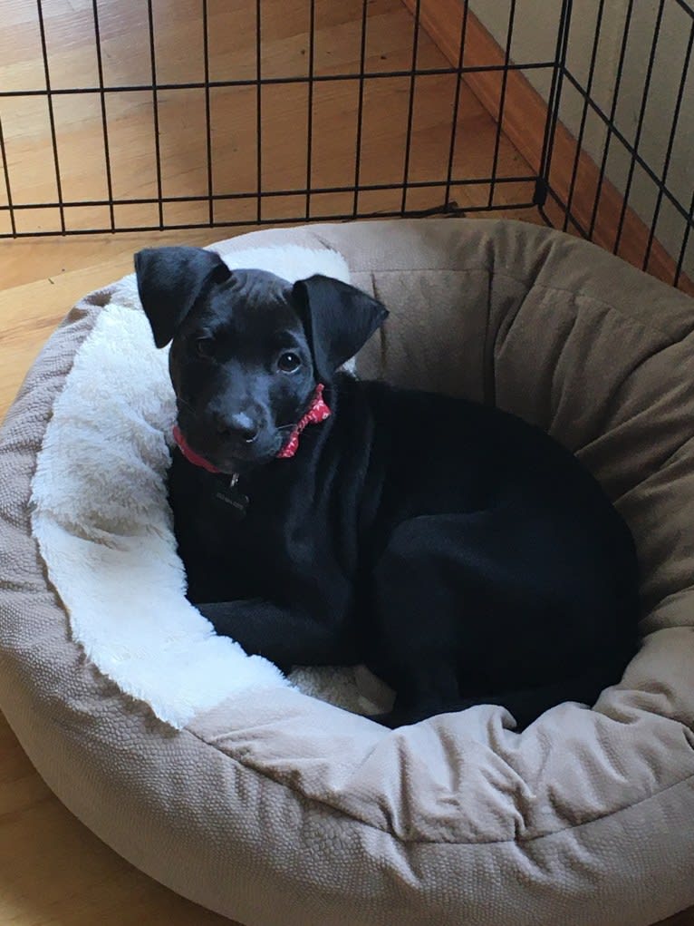 Theo, a Dalmatian and German Shepherd Dog mix tested with EmbarkVet.com