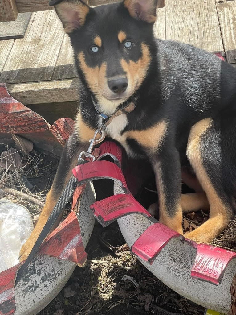 Chevy, a Siberian Husky and Collie mix tested with EmbarkVet.com