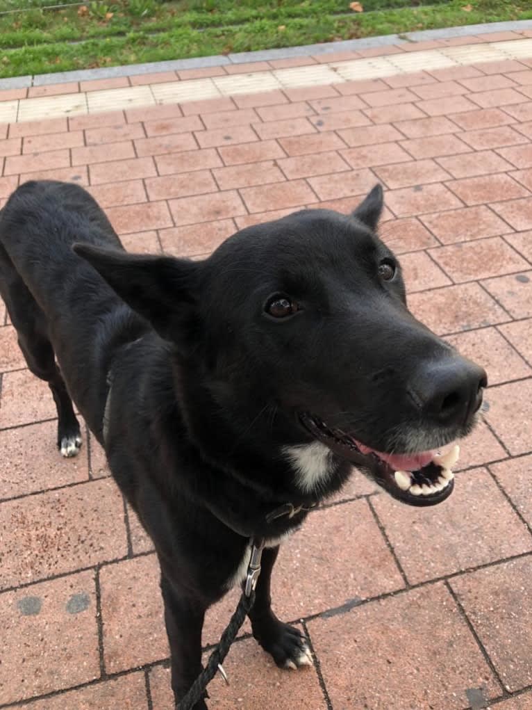 Chesley, a Canaan Dog tested with EmbarkVet.com