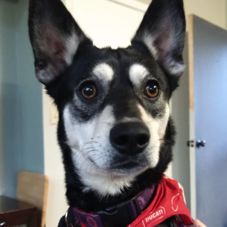 Kaylee, a Siberian Husky and American Pit Bull Terrier mix tested with EmbarkVet.com