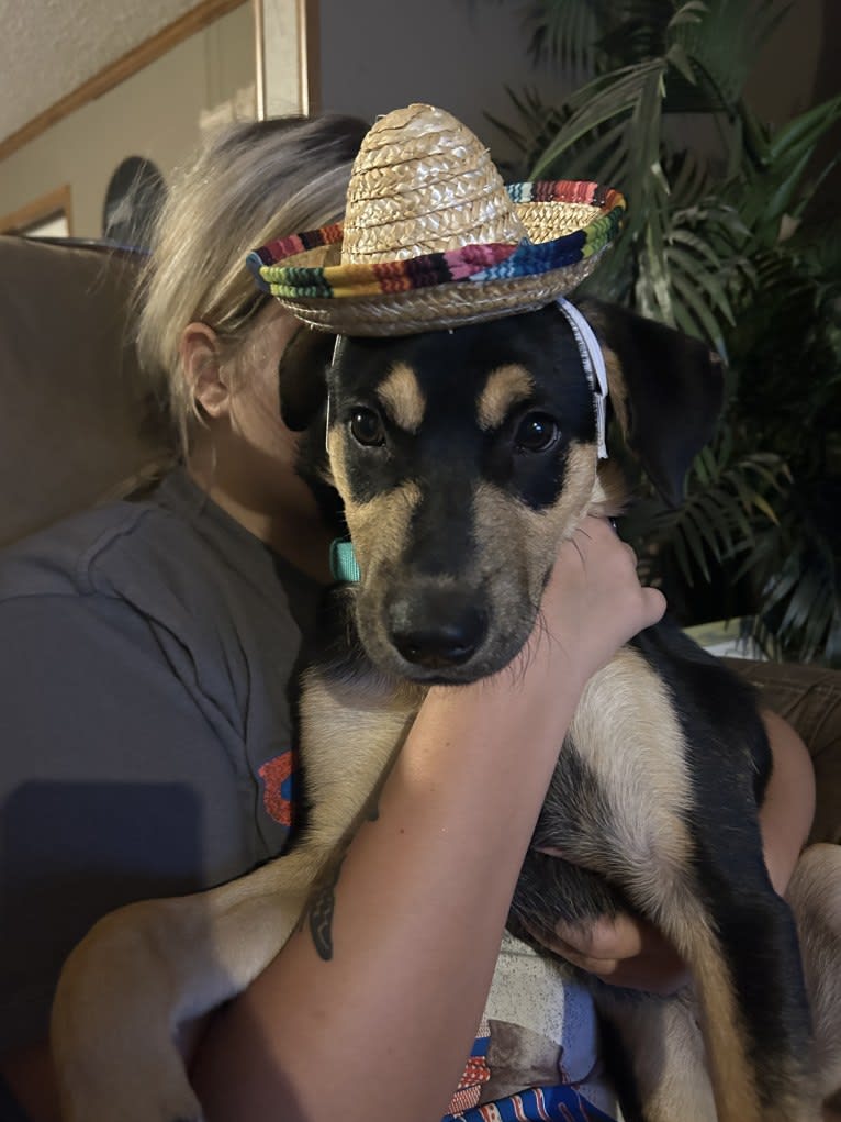 Kai, an Australian Cattle Dog and American Pit Bull Terrier mix tested with EmbarkVet.com