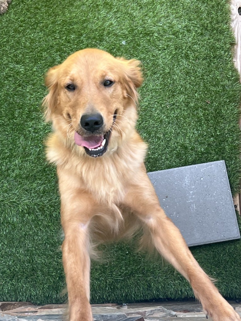 Sienna, a Golden Retriever tested with EmbarkVet.com